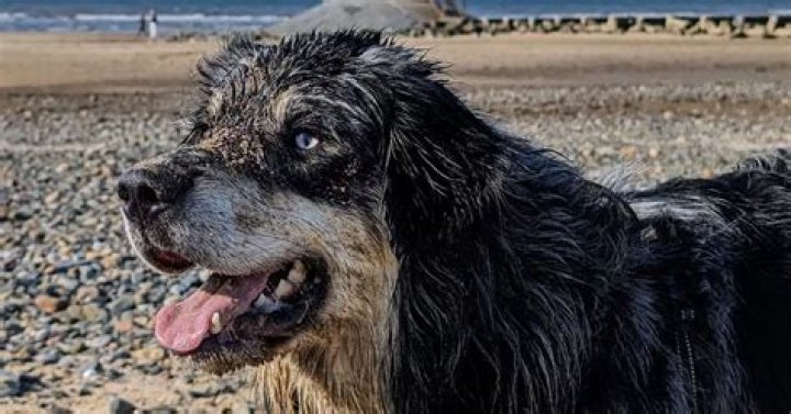 Kimberley Garner In Bathing Suit “Beach Walkies” Her Dog — Celebwell
